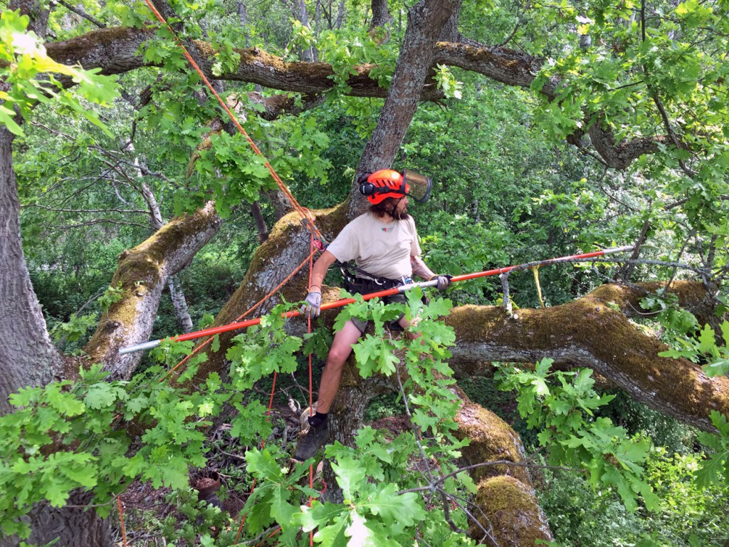 trädtrolleri arborist