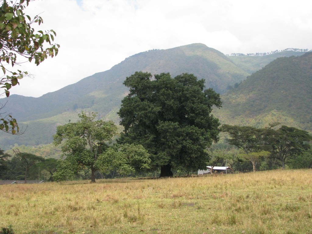 Ethiopia trees and friends