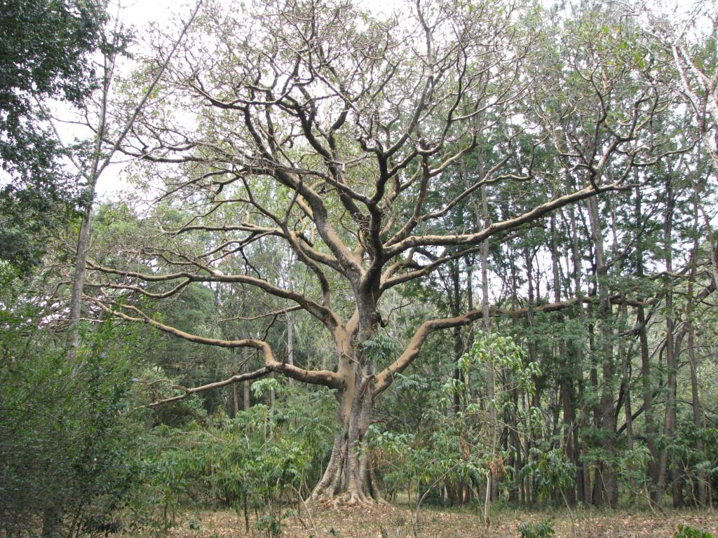 Ethiopia trees and friends