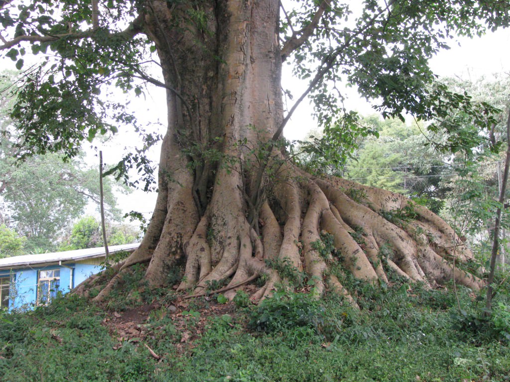 Ethiopia trees and friends