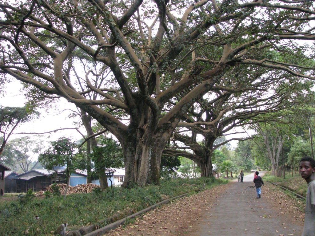 Ethiopia trees and friends