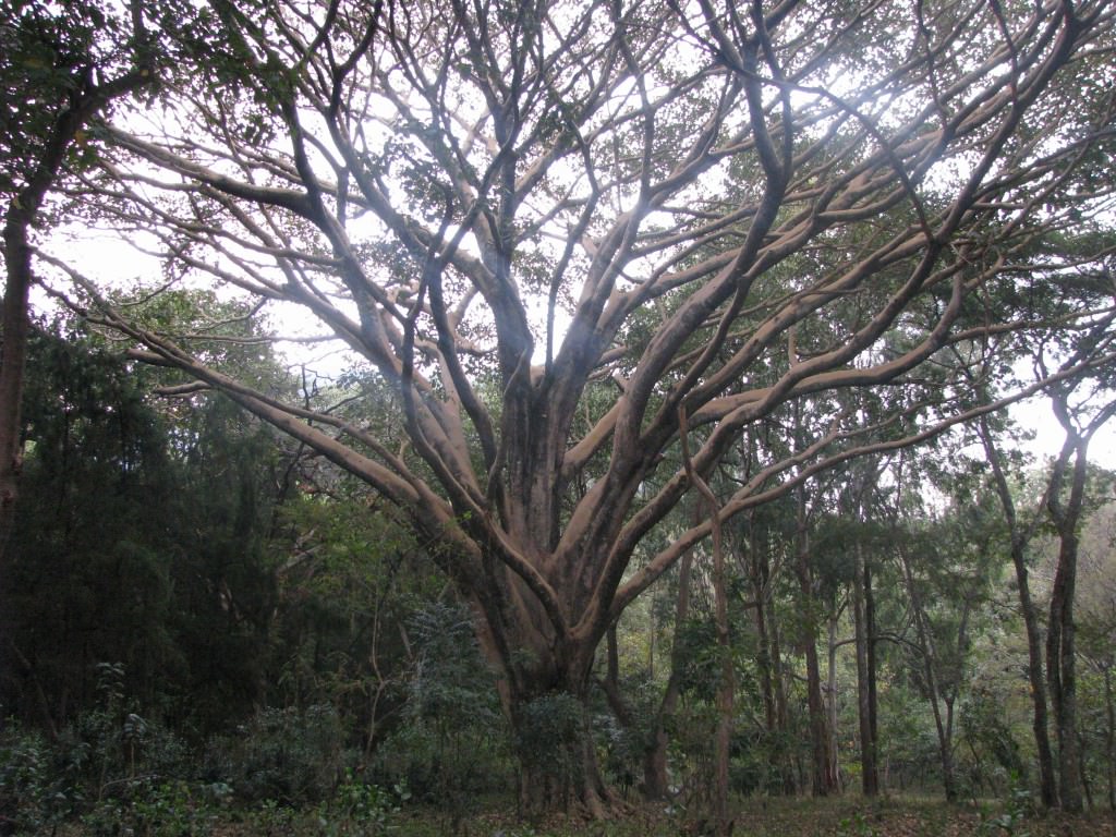 Ethiopia trees and friends