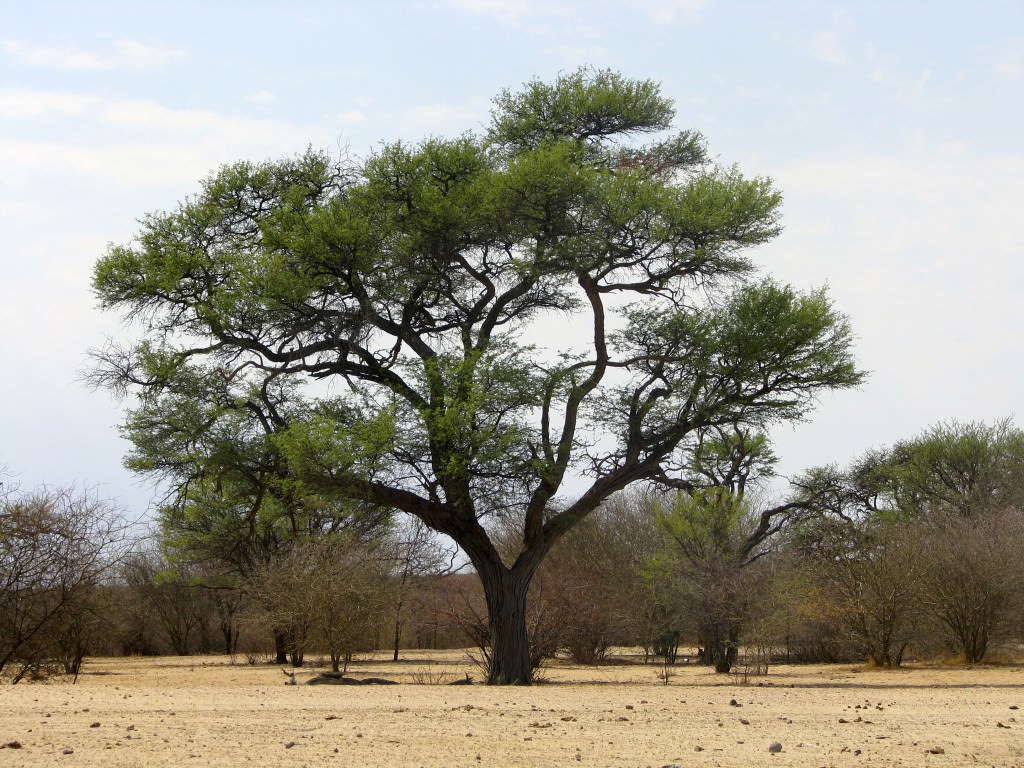 Nyheter, Botswana Adventure