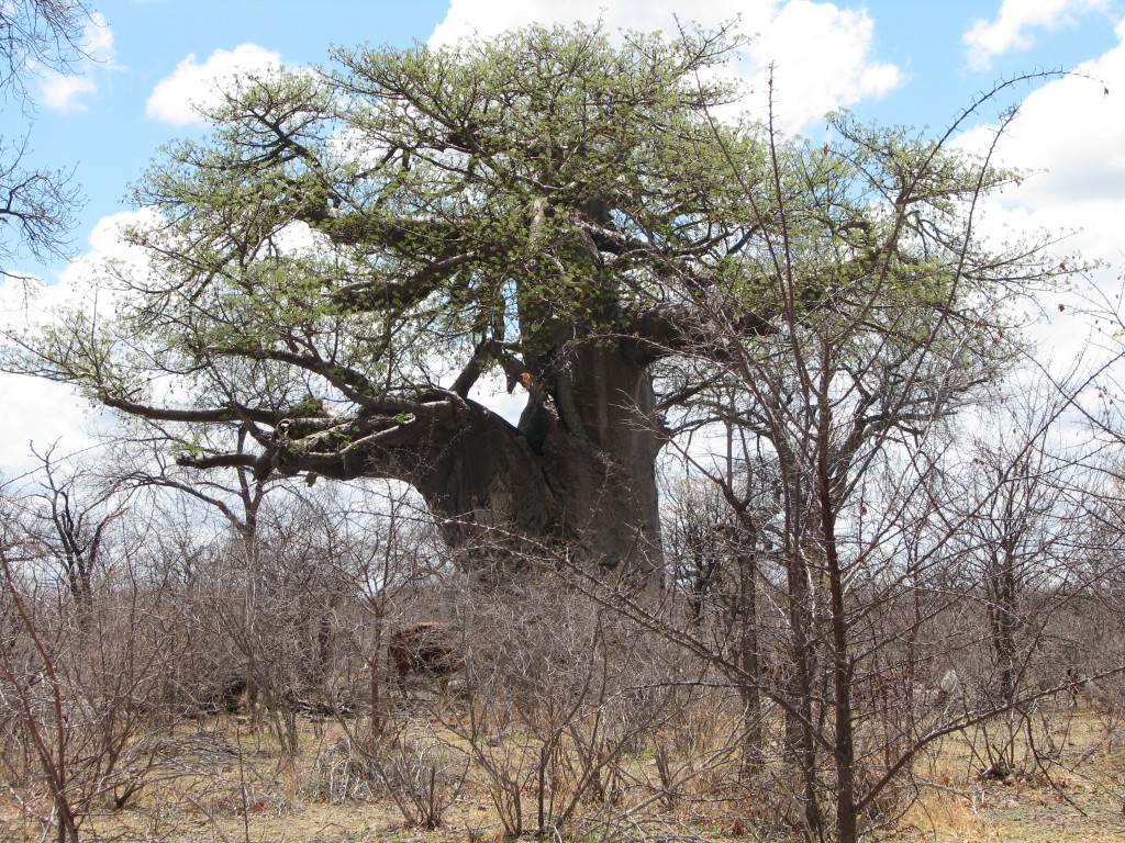 Nyheter, Botswana Adventure