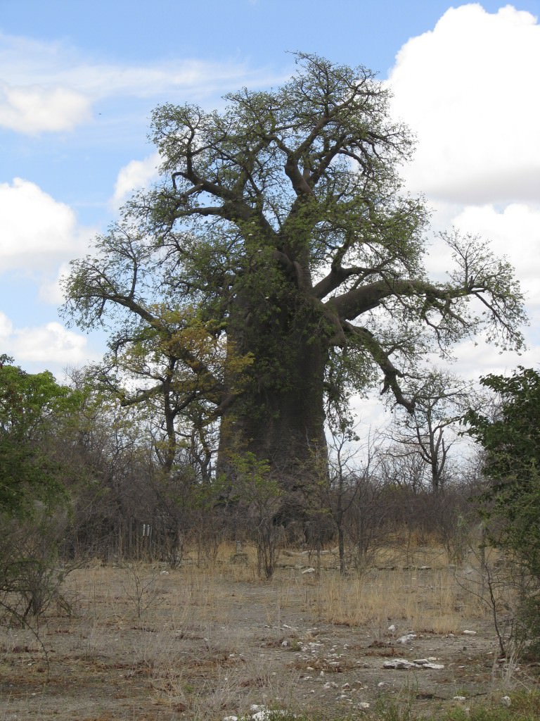 Nyheter, Botswana Adventure, Big tree